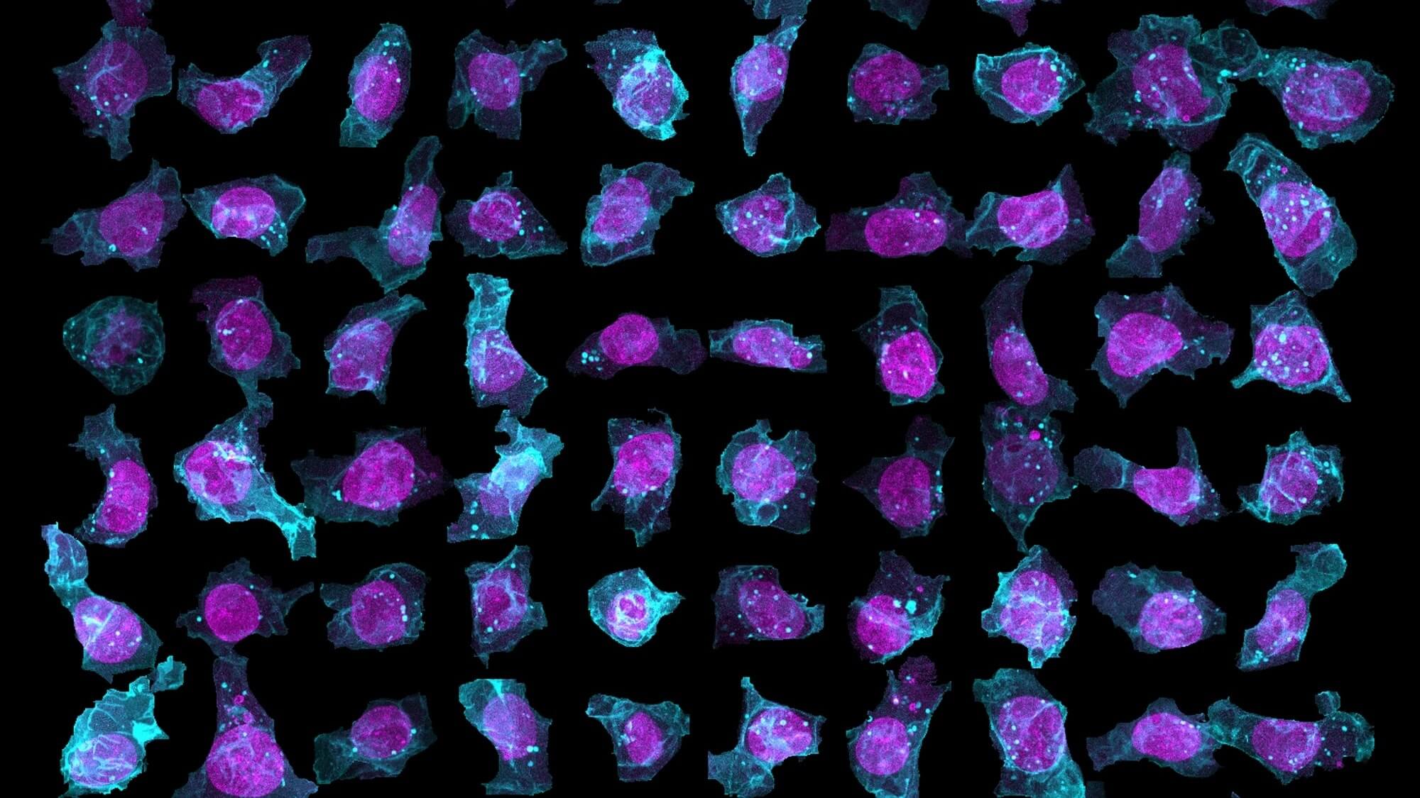 Lesson 1: Introduction to Mitosis Biology Diagrams