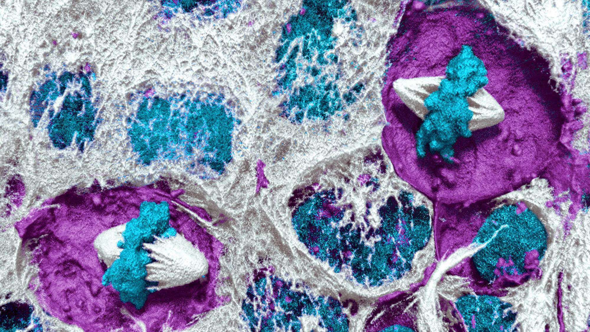 Lesson 3: Design Your Own Mitosis Experiment Biology Diagrams