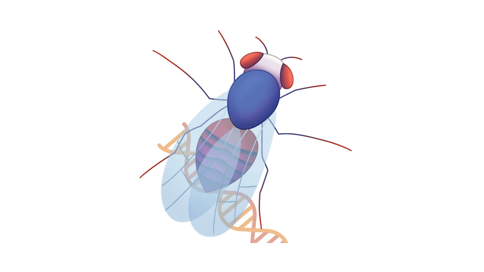 http://characterize%20immune-related%20micropeptides%20in%20humans%20and%20in%20fruit%20flies