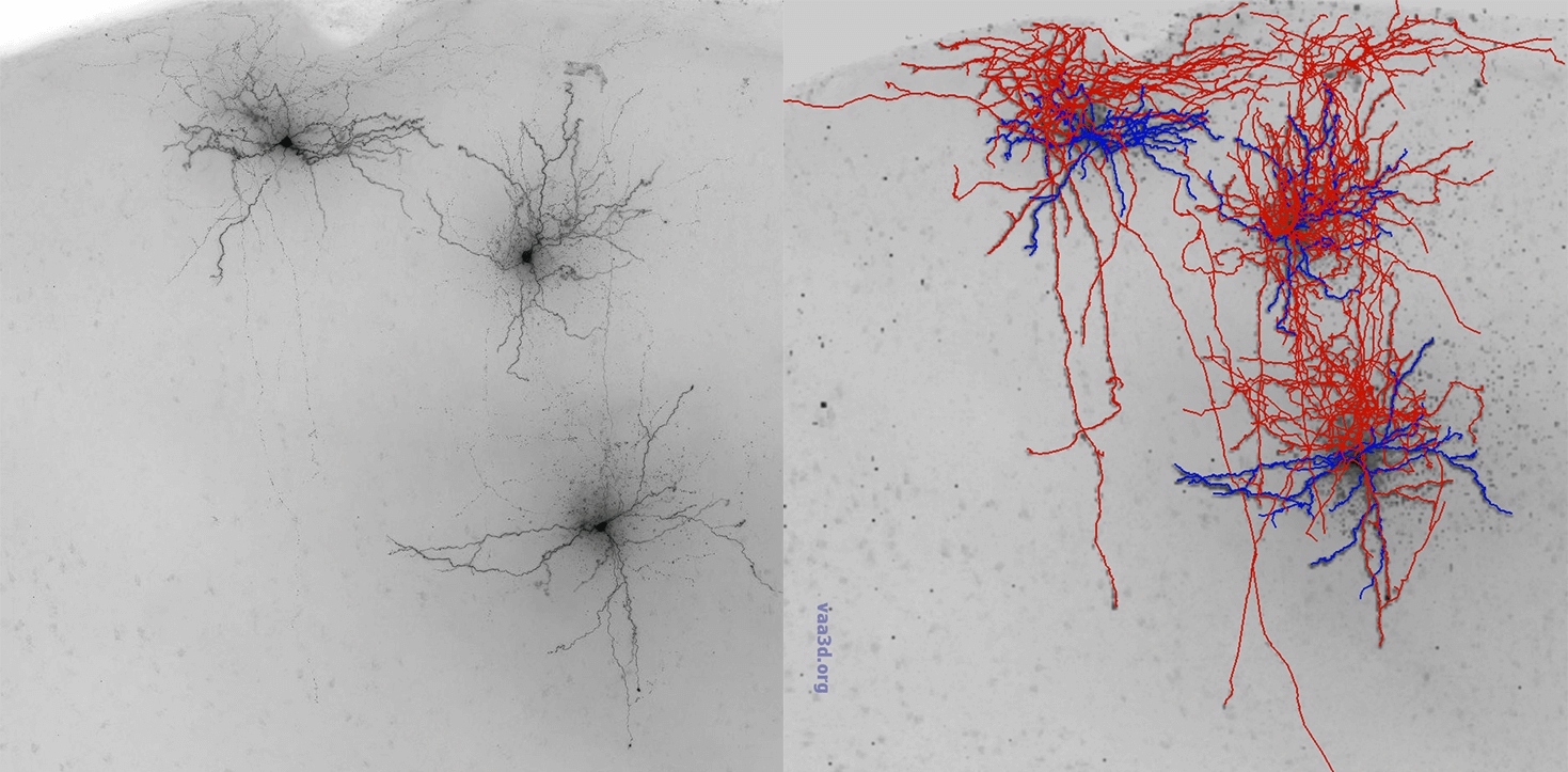 (left) Biocytin-filled mouse neurons at 63x objective from the light microscope. (right) The same mouse neurons, reconstructed on Vaa3D by our Morphology Team. These were found to be inhibitory somatostatin neurons.