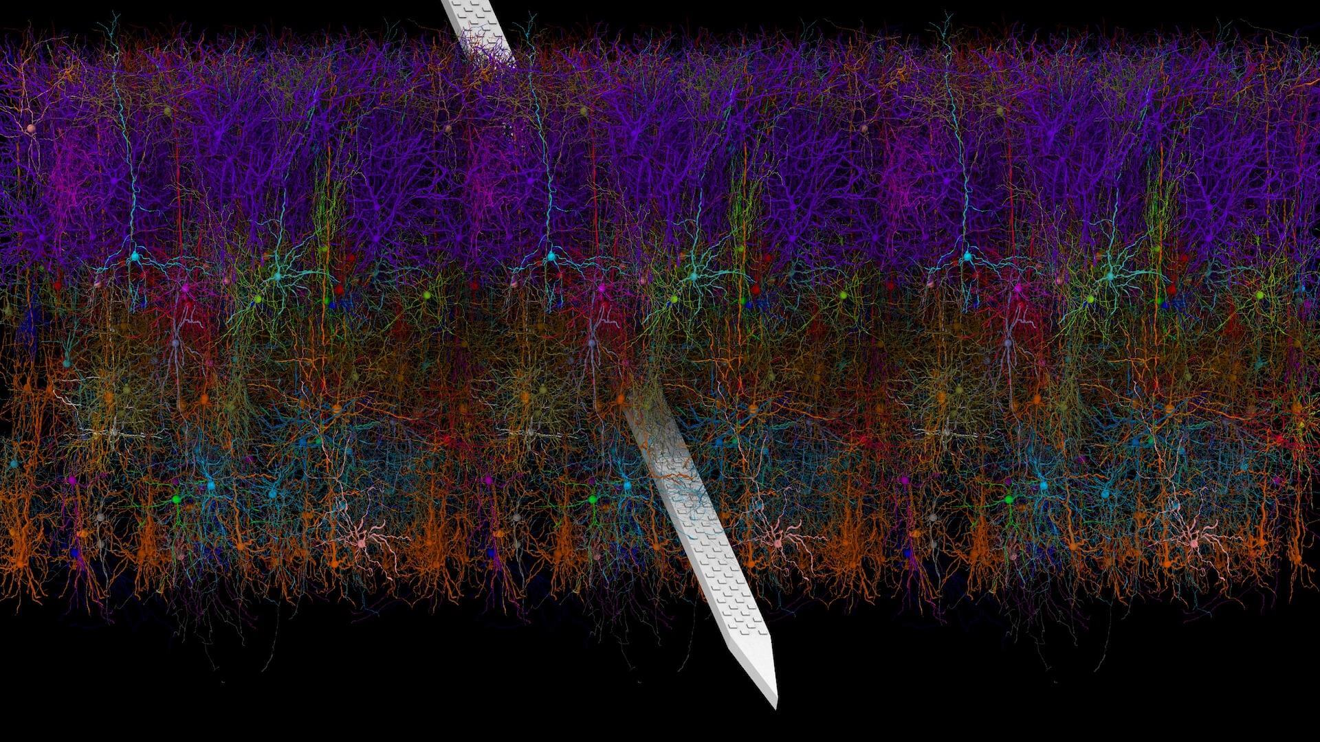 image showing colorful neurons that are being intersected by a neuropixels probe