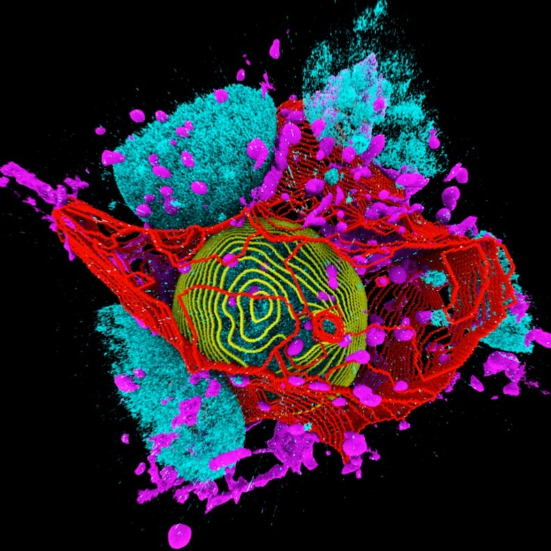 Colorful image of human cell highlighting key structures