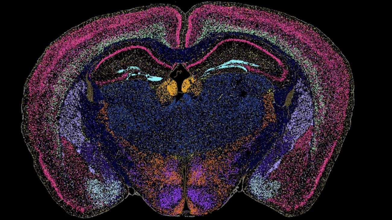 Merfish brain image