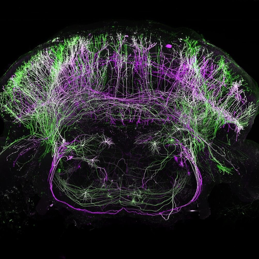Colorful scientific image showing neuronal projections across the mouse brain