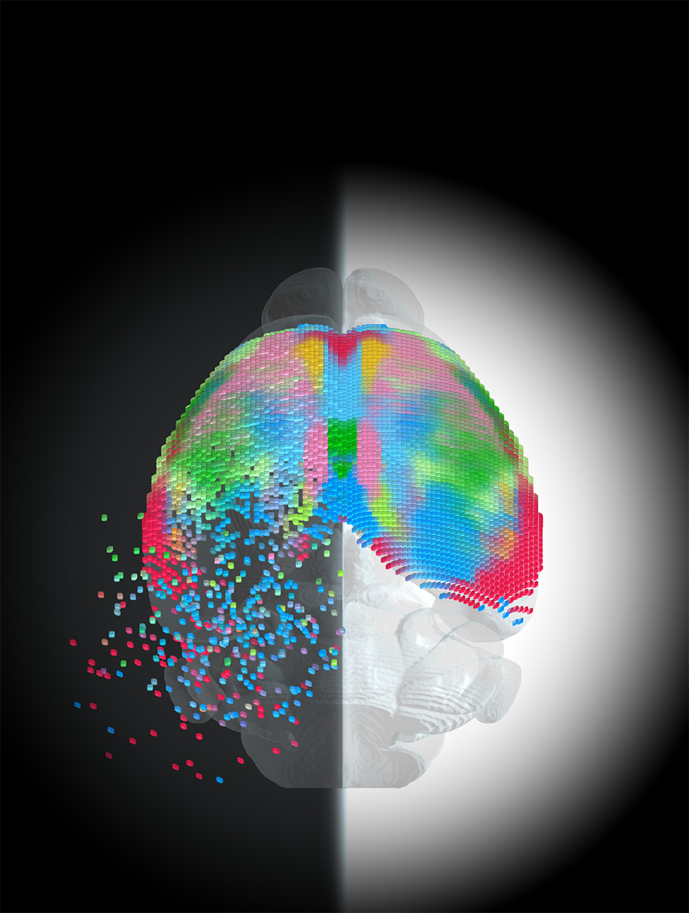 points of multicolored fragments float away from a mouse brain