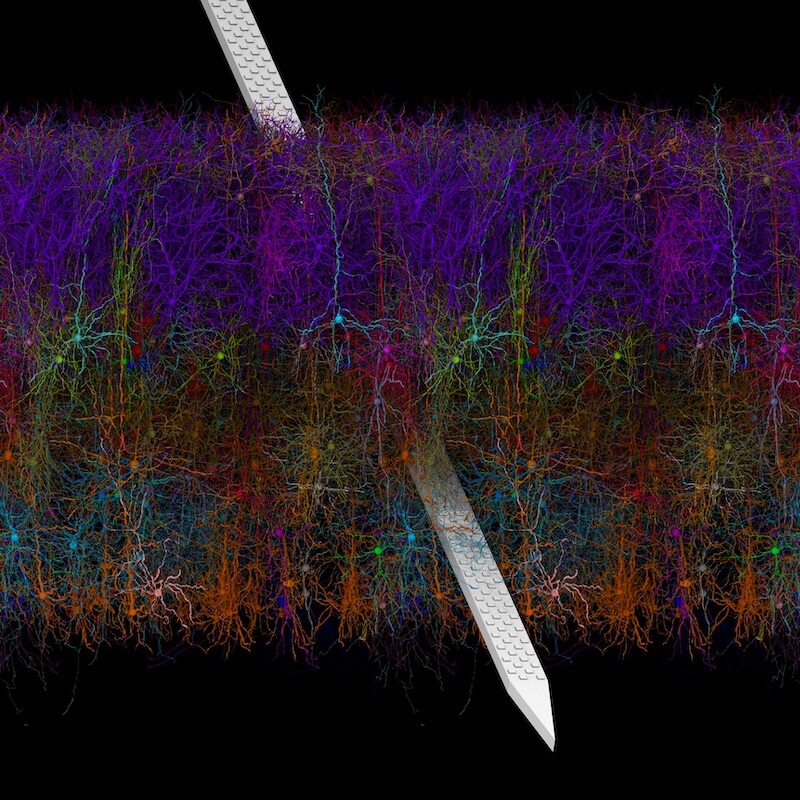 A rendering of a Neuropixels probe inserted through layers of the cortex to measure electrical activity from hundreds of neurons simultaneously.