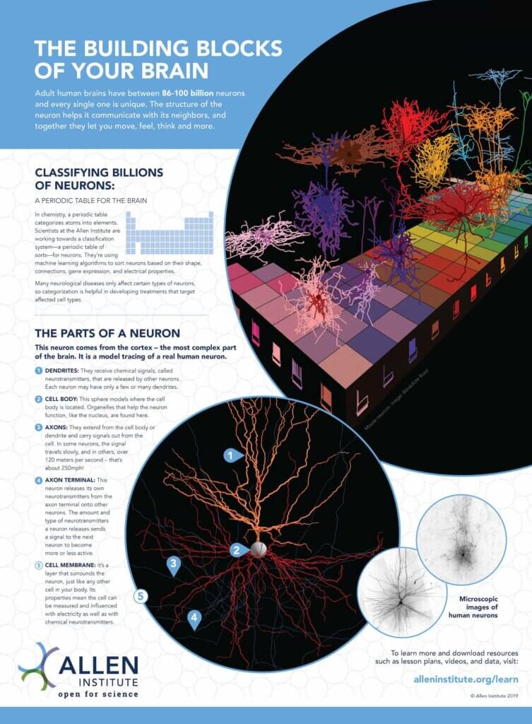 image of classroom poster about brain cell types