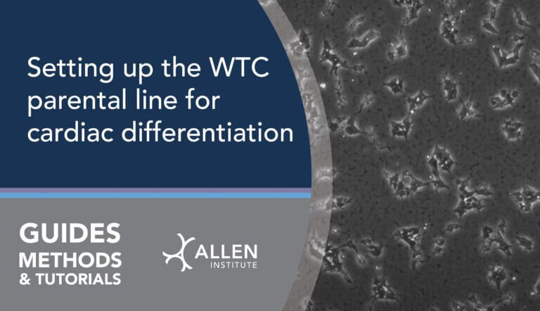 Title Card: Setting up the WTC parental line for cardiac differentiation