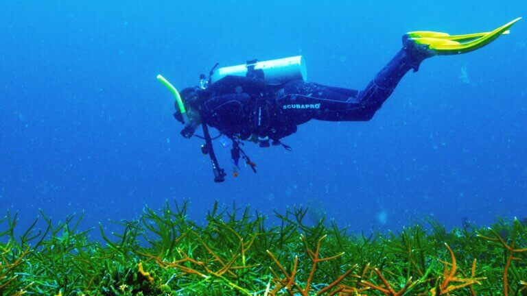 Researcher scuba dives to collect research samples.