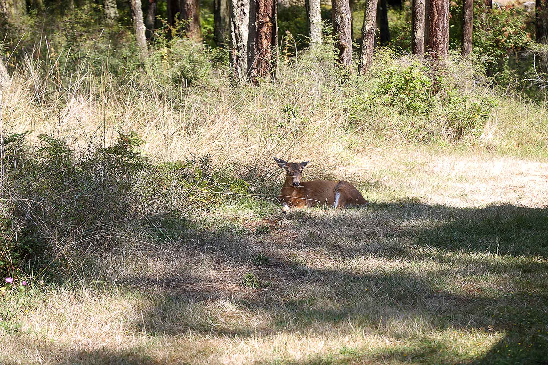 Deer laying in the grass