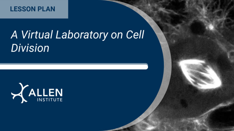 human stem cell with fluorescently tagged microtubules