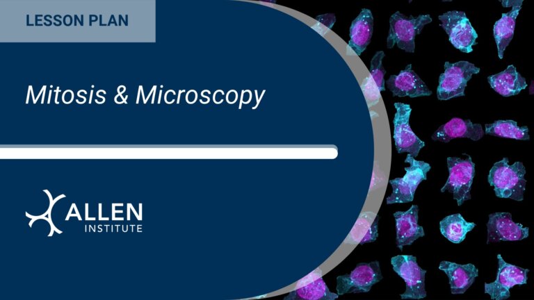 human stem cells with structures fluorescently tagged