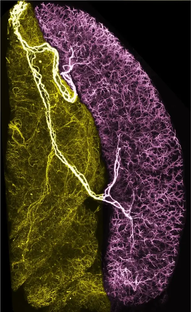 Figure of spleen