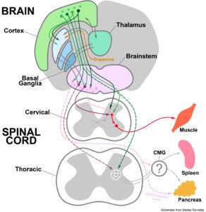 Schematic of the brain descending control of muscles and other peripheral organ