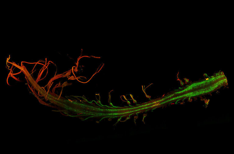 A spinal cord lit up dynamically in green and red on a black background