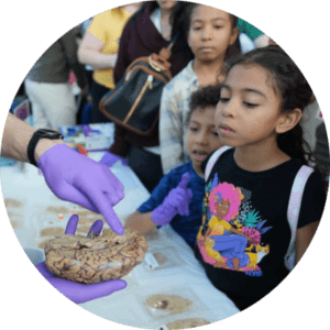 Children look at a human brain held by a BrainFest volunteer