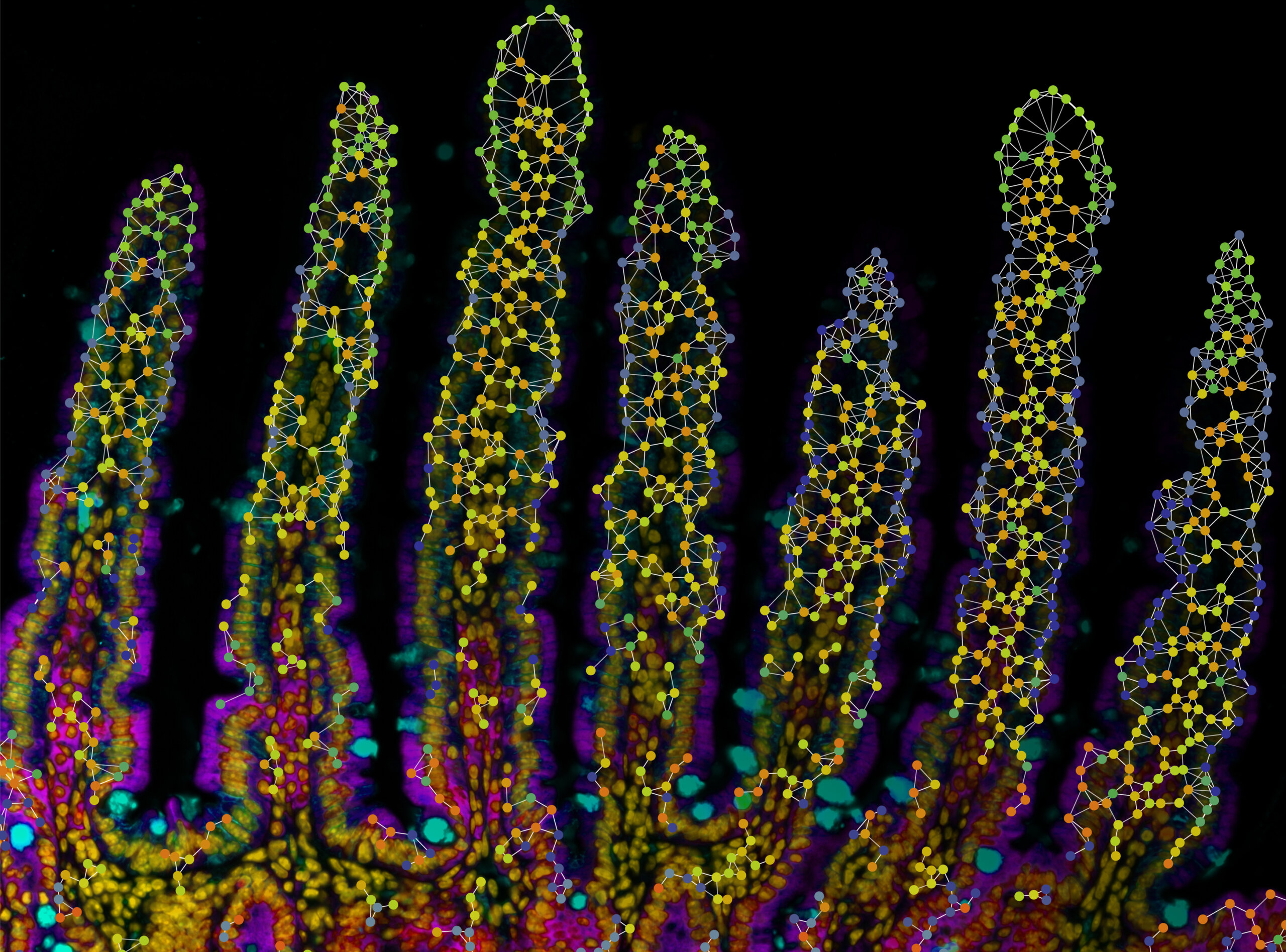 Villi of the small mouse intestine. The dots and lines represent cellular networks