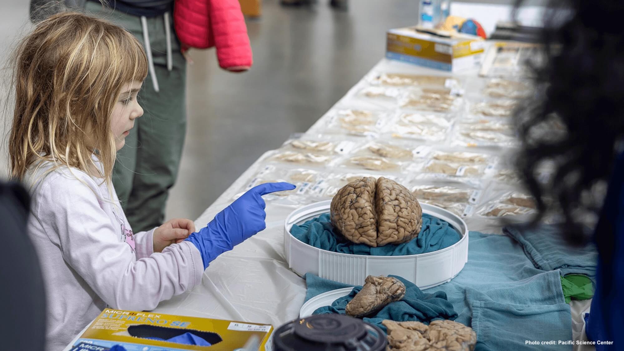 A child reaches out to touch a real brain