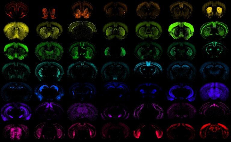 Different populations of cells in the mouse brain, each one targeted with high specificity by one of the many new genetic tools developed at the Allen Institute.