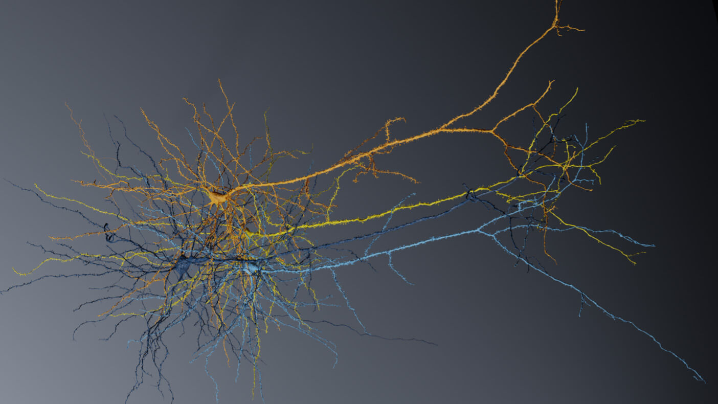 mouse neurons