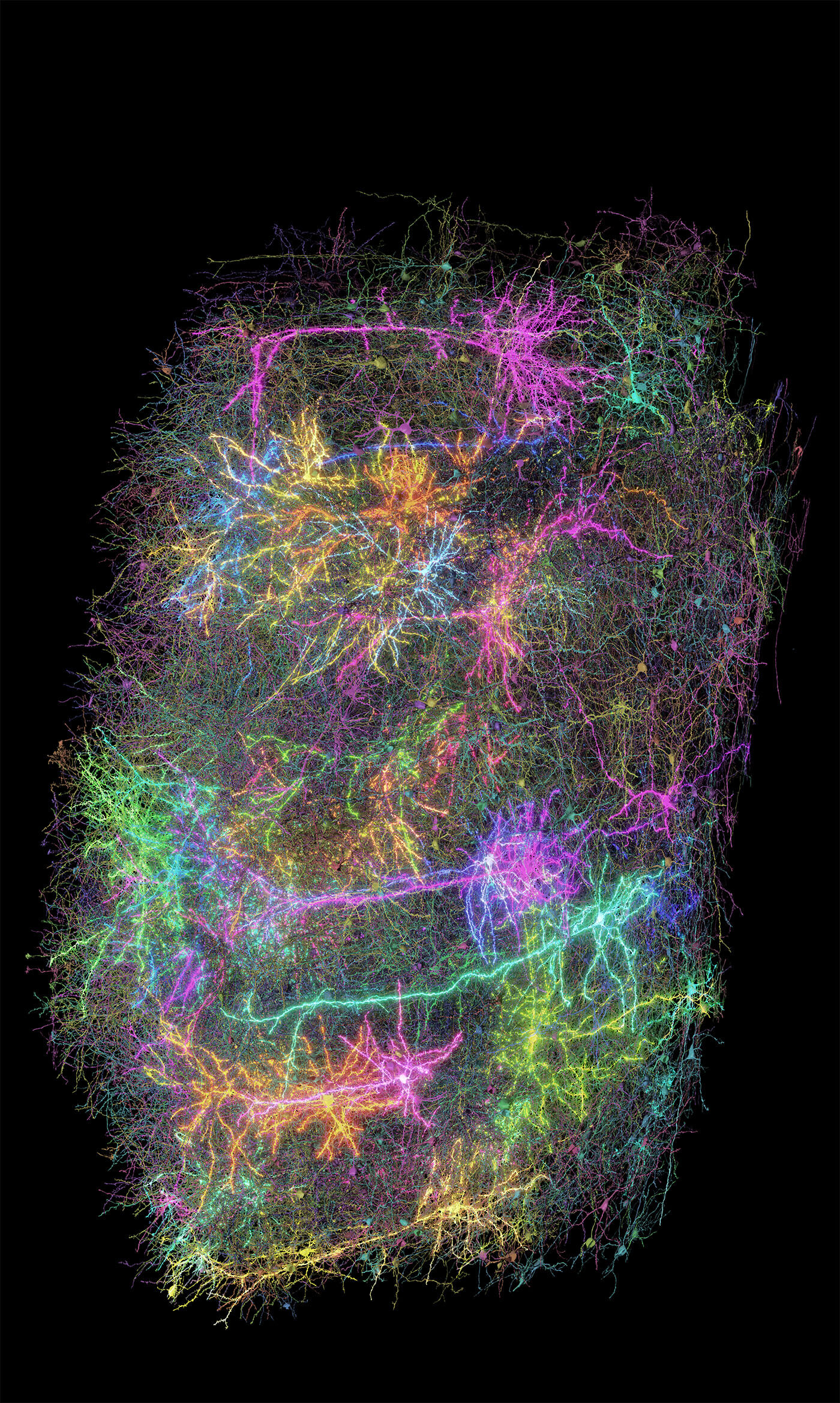 This image shows a subset of more than 1,000 of the 120,000 neurons reconstructed in the MICRONS project. Each reconstructed neuron is a different random color. A subset of the neurons have been symbolically rendered as glowing to represent the fact that this dataset includes functional recordings from a subset of neurons.