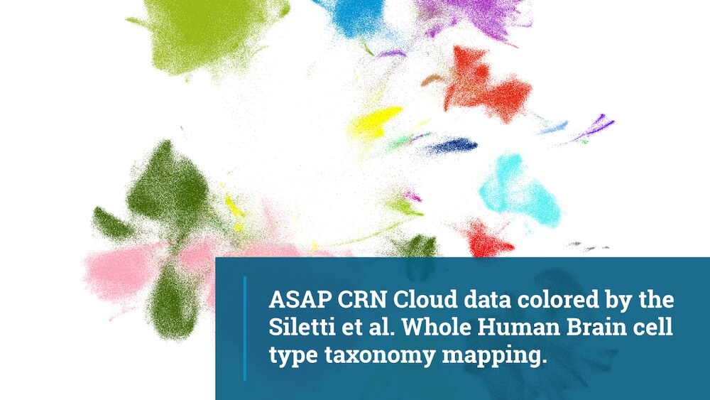 ASAP CRN Cloud data colored by the Siletti et al. Whole Human Brain cell type taxonomy mapping