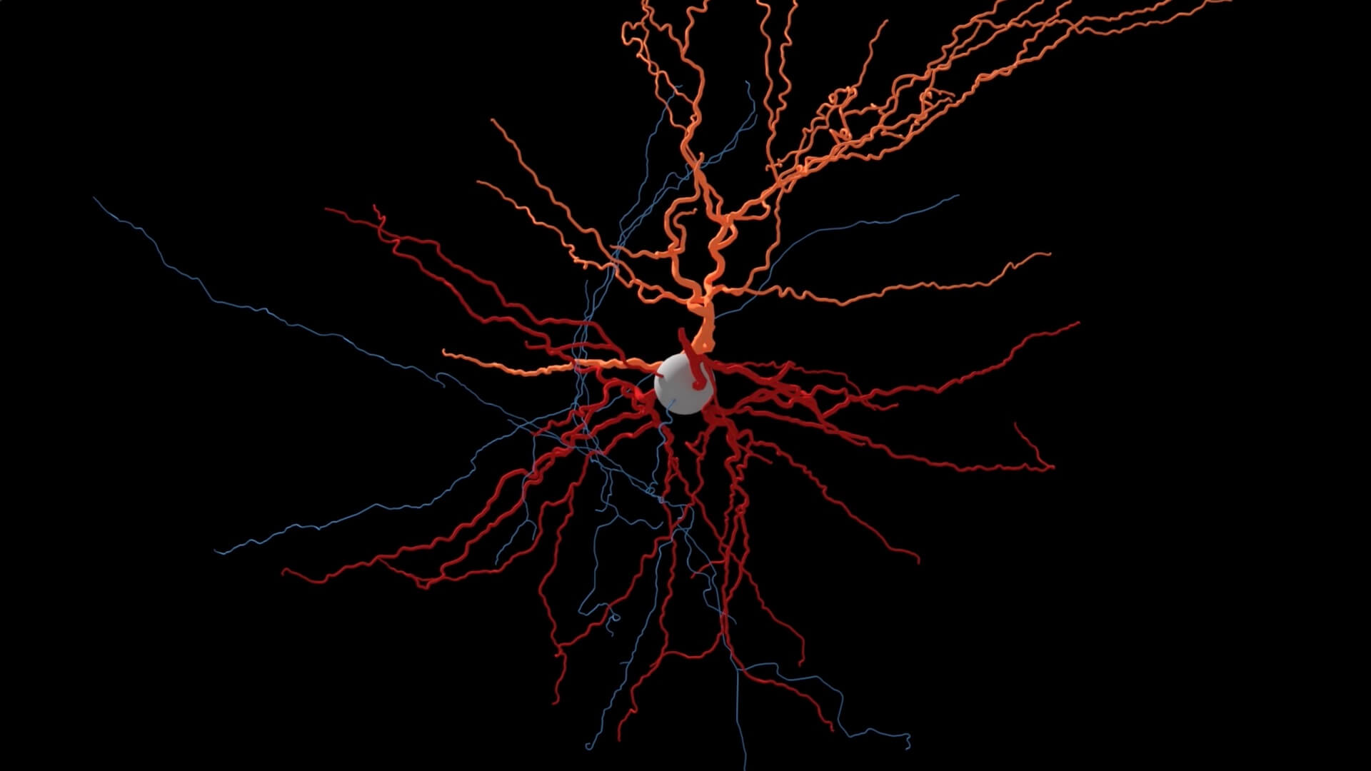 http://human%20neuron%20reconstruction%20from%20Allen%20Institute