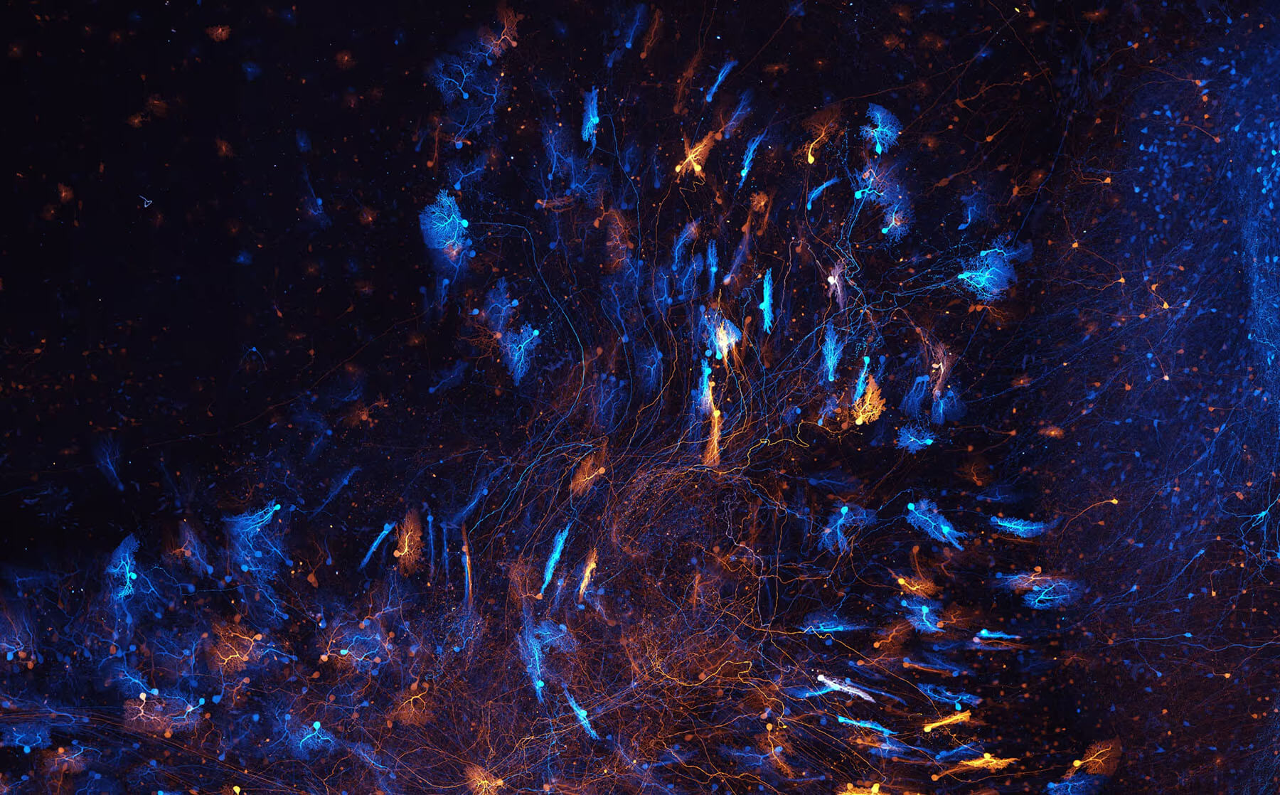 Multi-color imaging of centimeter-scale specimens at nanoscale resolution.