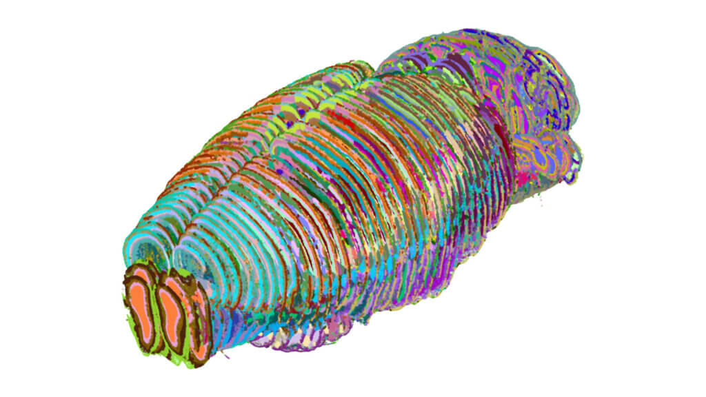 Three-dimensional representation of region/subregion in mouse brain
