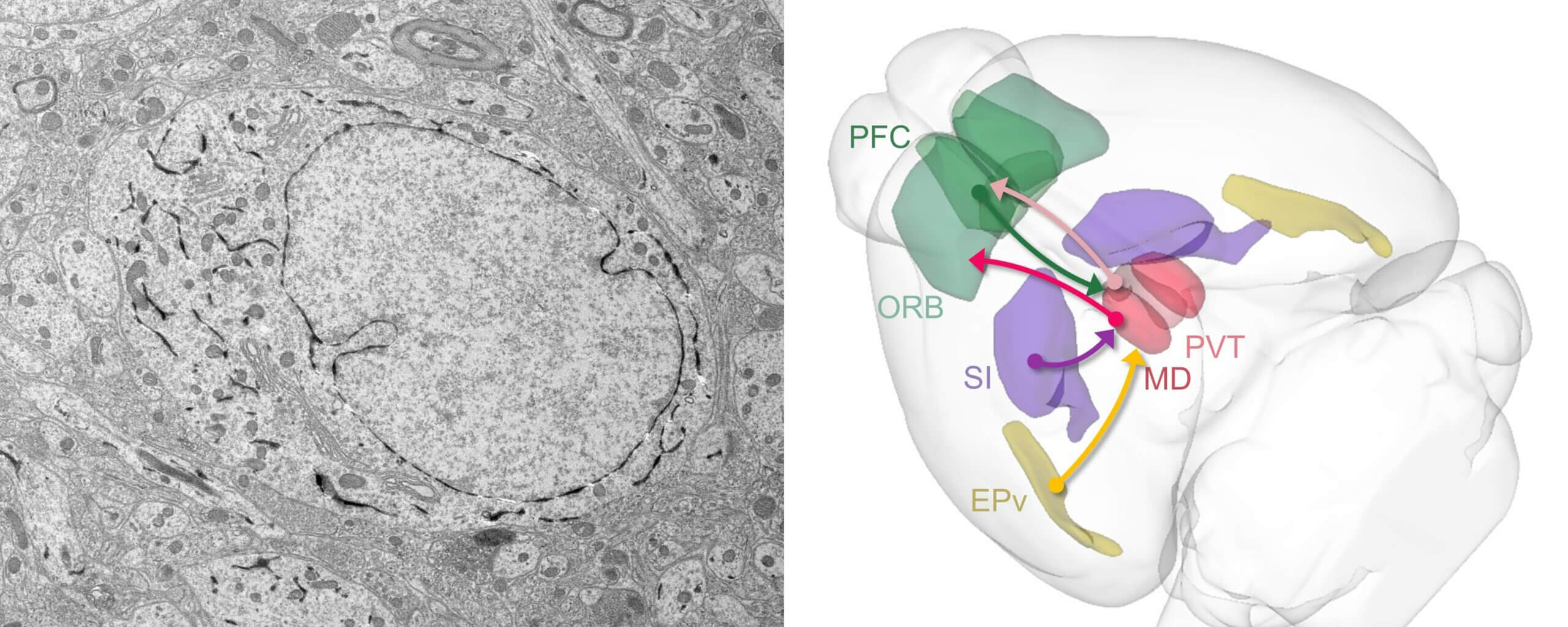 Emerging Connectomics of Thalamus and Striatum Workshop