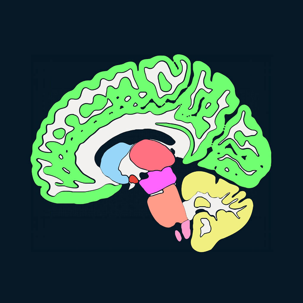 illustration of a hemisphere of the human brain with areas in different colors
