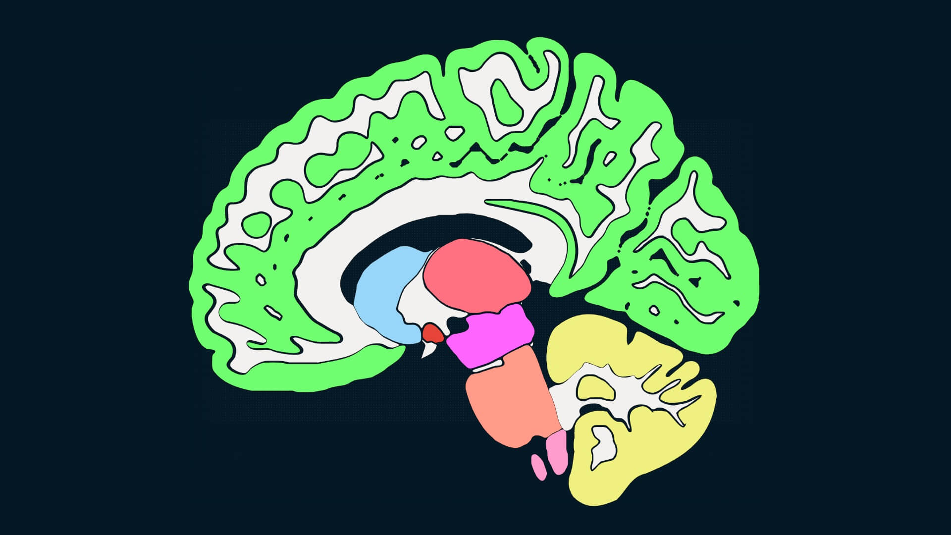 illustration of a hemisphere of the human brain with areas in different colors